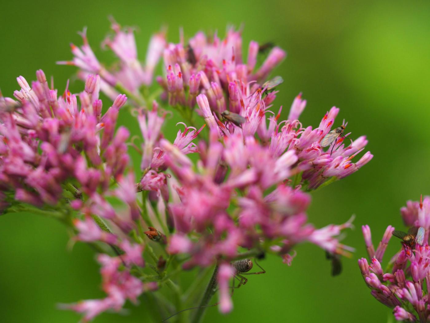 Adenostyles flower